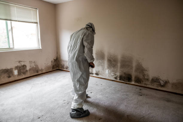Professional Mold Remediation in Water Mill, NY