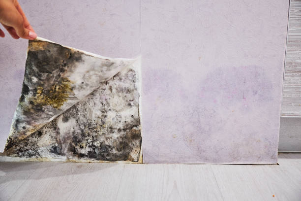 Best Bathroom Mold Remediation in Water Mill, NY
